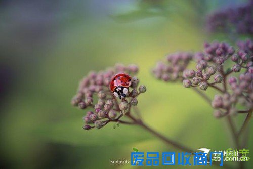 加拿大摄影师Carolene Preap眼中的生活美图