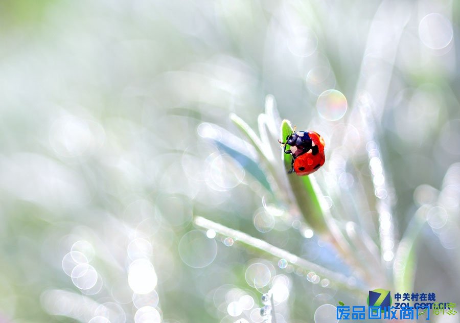 美轮美奂震撼视觉 超唯美植物摄影赏析