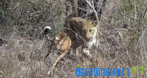 猎豹收养丧母小羚羊