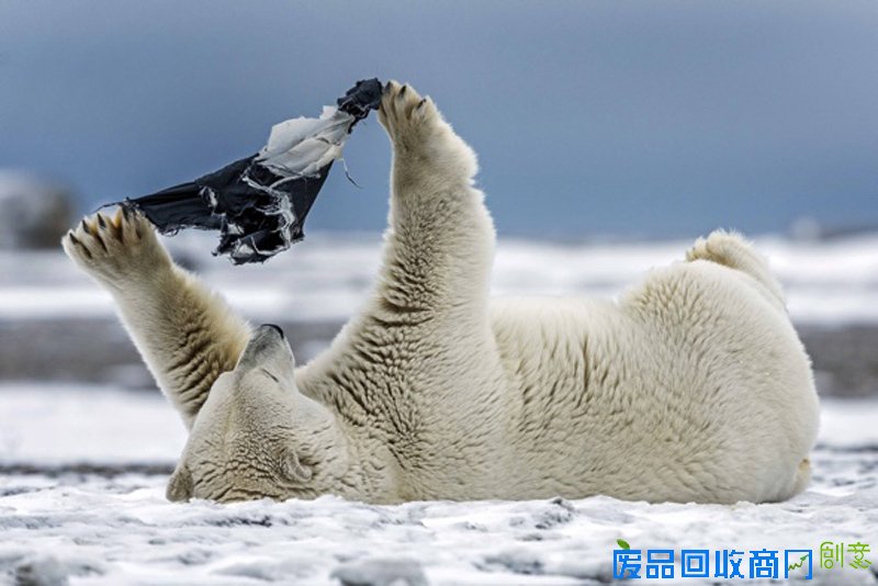 这只北极熊真可爱 雪地玩弄内衣并试图穿在身上（图）