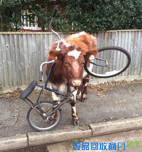 2015年度最奇特最喜感的国际新闻