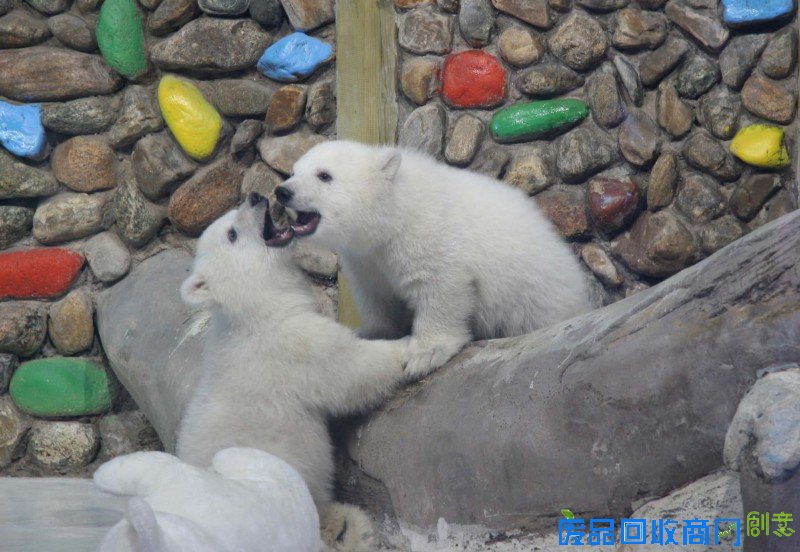 孪生北极熊姐妹花可爱萌照曝光