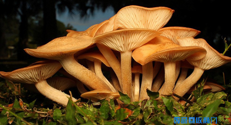 美无家可归摄影师森林中拍"微观自然"唯美照片(高清组图)