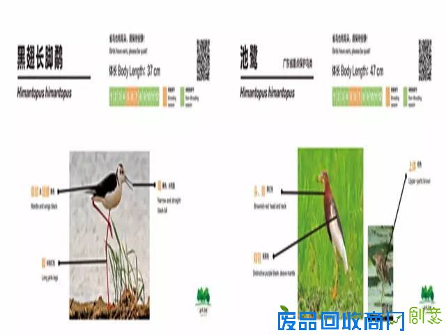 带上相机去海珠湖与鸟儿来场“冬季约会”吧！