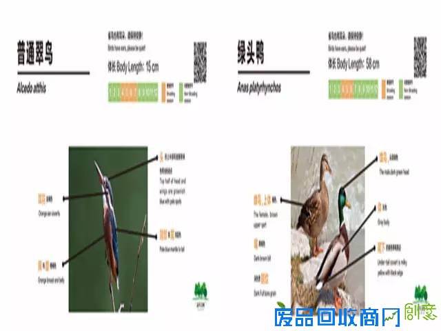 带上相机去海珠湖与鸟儿来场“冬季约会”吧！
