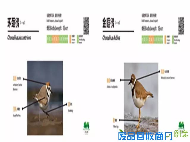 带上相机去海珠湖与鸟儿来场“冬季约会”吧！