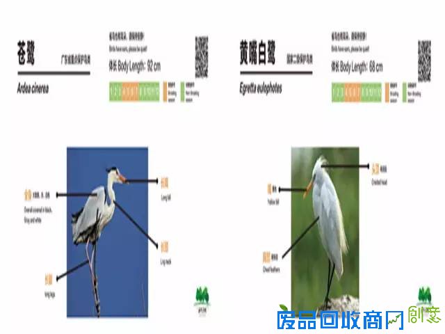 带上相机去海珠湖与鸟儿来场“冬季约会”吧！