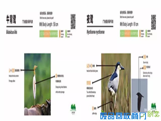 带上相机去海珠湖与鸟儿来场“冬季约会”吧！