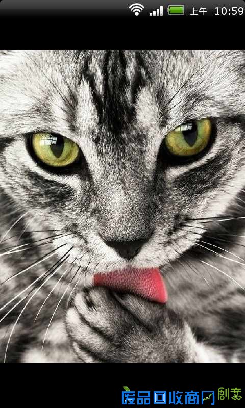 搞笑猫 - 猫搞笑图片 - 最可爱的猫猫搞笑图 - 图吧