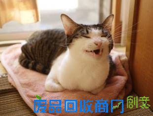 搞笑猫 - 猫搞笑图片 - 最可爱的猫猫搞笑图 - 图吧