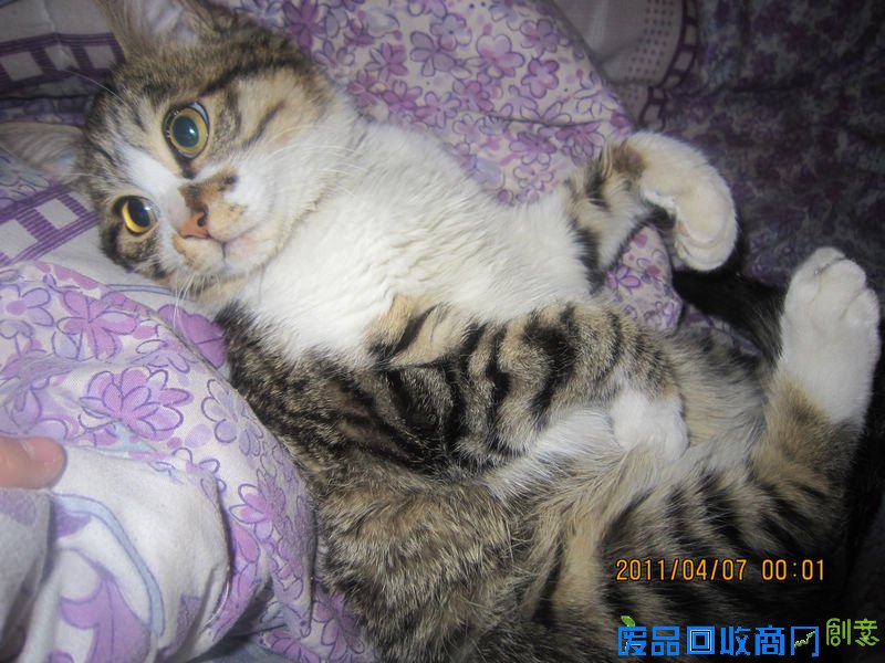 搞笑猫 - 猫搞笑图片 - 最可爱的猫猫搞笑图 - 图吧