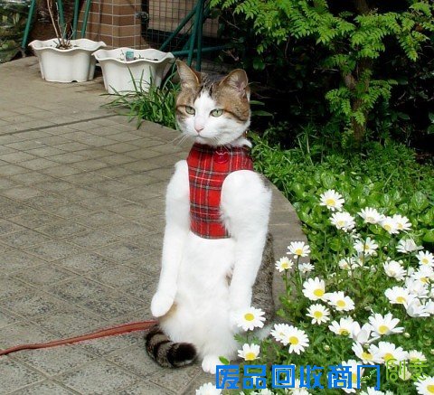 搞笑猫 - 猫搞笑图片 - 最可爱的猫猫搞笑图 - 图吧