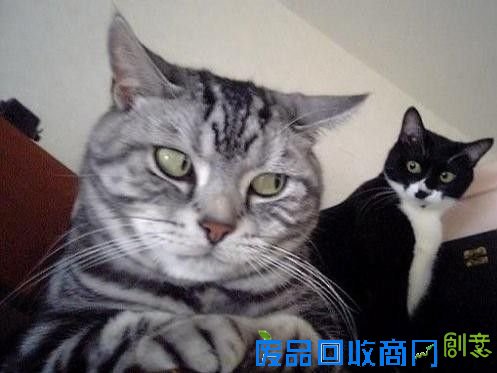 搞笑猫 - 猫搞笑图片 - 最可爱的猫猫搞笑图 - 图吧