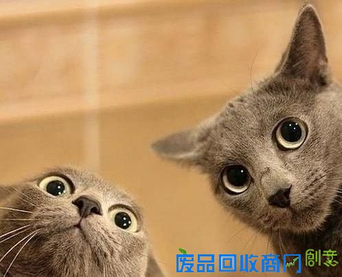 搞笑猫 - 猫搞笑图片 - 最可爱的猫猫搞笑图 - 图吧
