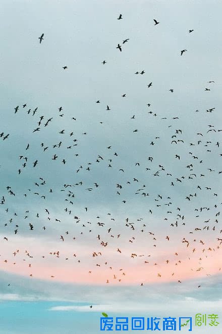唯美意境风景伤感lomo飞鸟素材图片