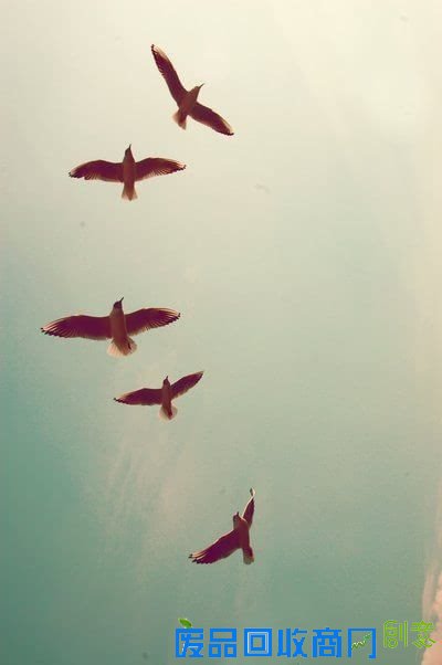 唯美意境风景伤感lomo飞鸟素材图片