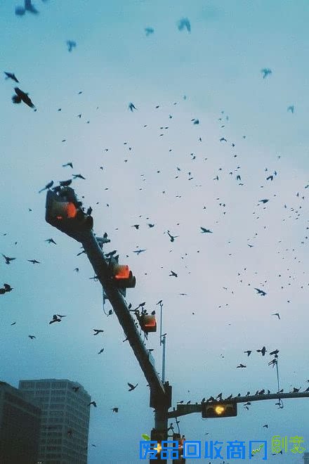 唯美意境风景伤感lomo飞鸟素材图片