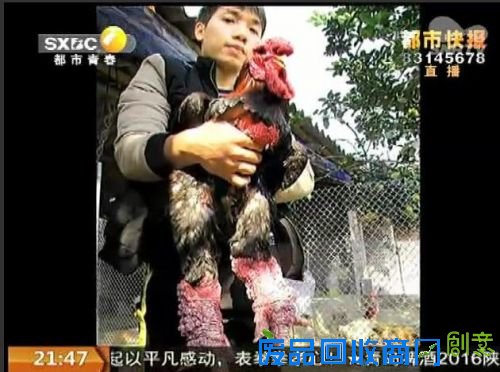 陕西现罕见粗腿鸡 公鸡值1.5万