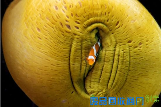 深蓝之梦:醉美在海底世界的摄影批判