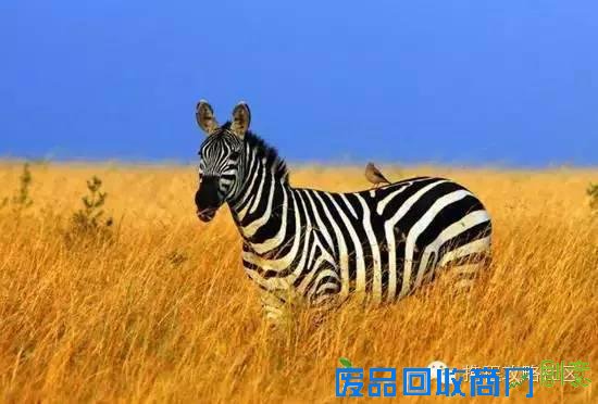 江一燕：环球旅行后 她又用摄影征服了全世界！