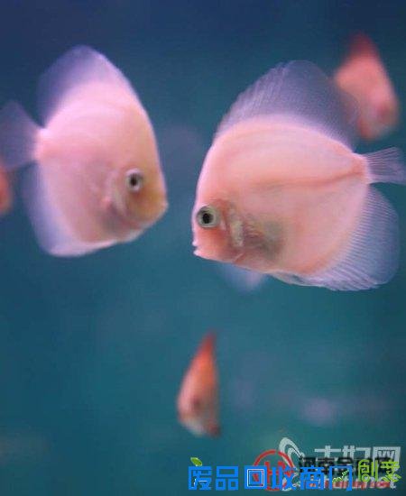 在家创业理财 80后用5毛钱起家狂赚50万