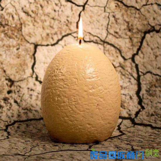 自己在家孵一只小小迅猛龙