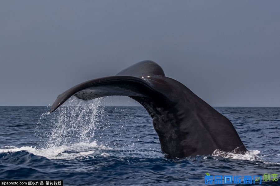 野外摄影师唯美镜头迎接世界海洋日