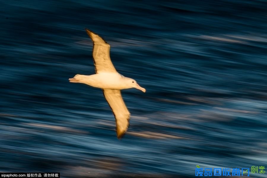 野外摄影师唯美镜头迎接世界海洋日