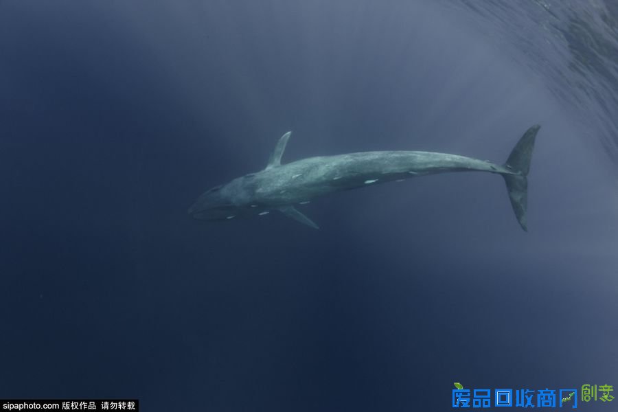 野外摄影师唯美镜头迎接世界海洋日