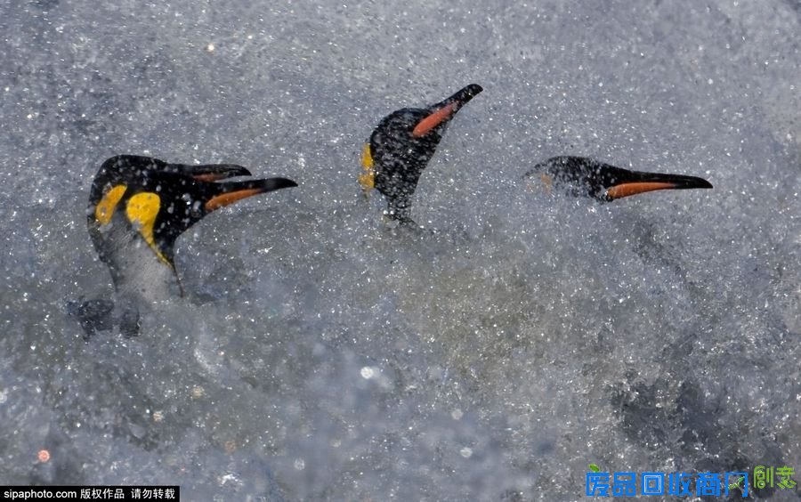 野外摄影师唯美镜头迎接世界海洋日
