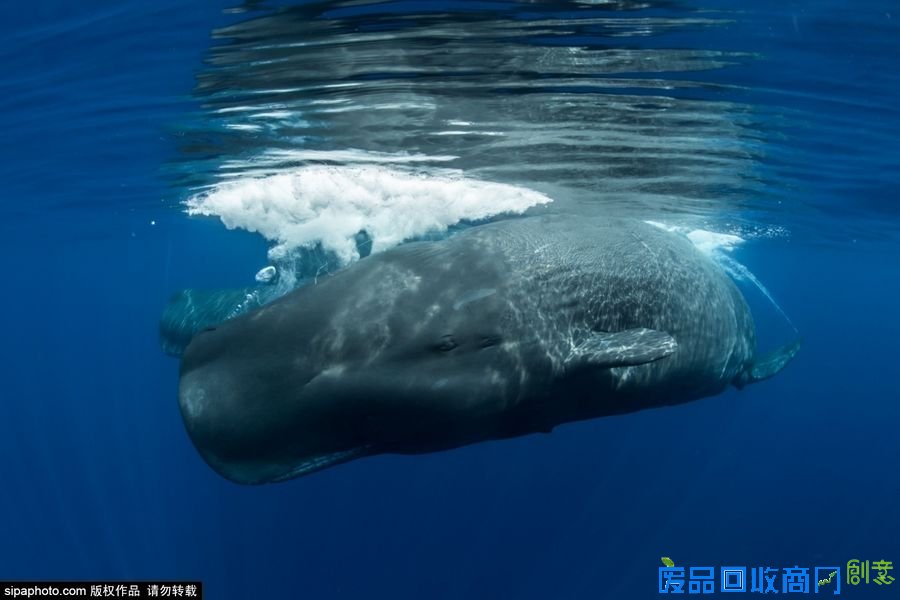 野外摄影师唯美镜头迎接世界海洋日