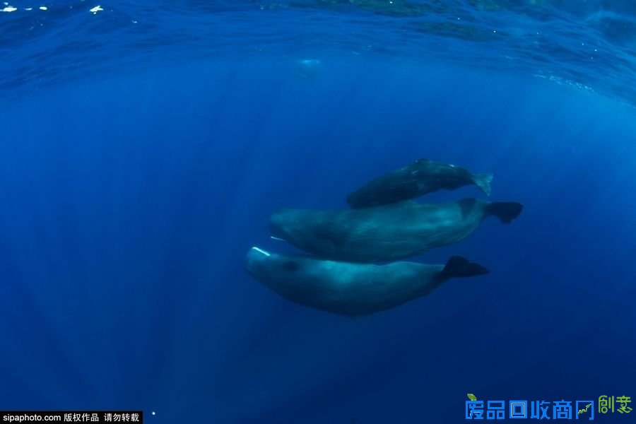 野外摄影师唯美镜头迎接世界海洋日