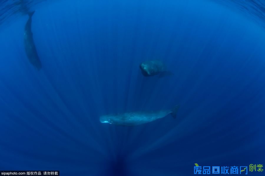 野外摄影师唯美镜头迎接世界海洋日