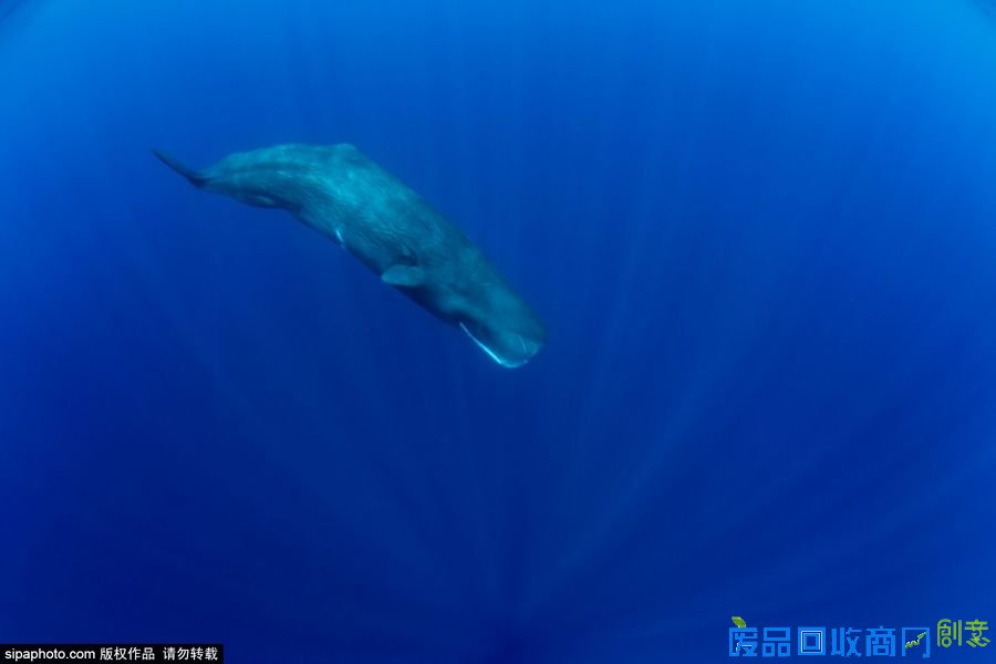 野外摄影师唯美镜头迎接世界海洋日