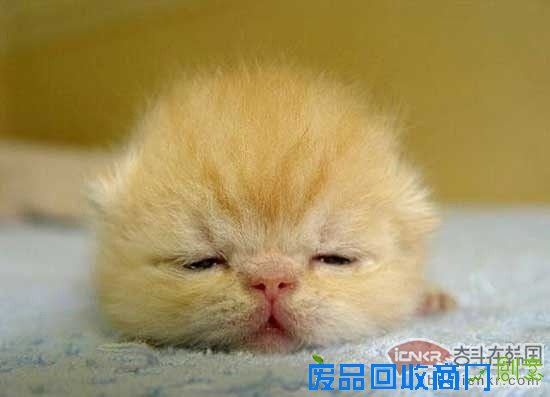 小可爱,女生的最爱 