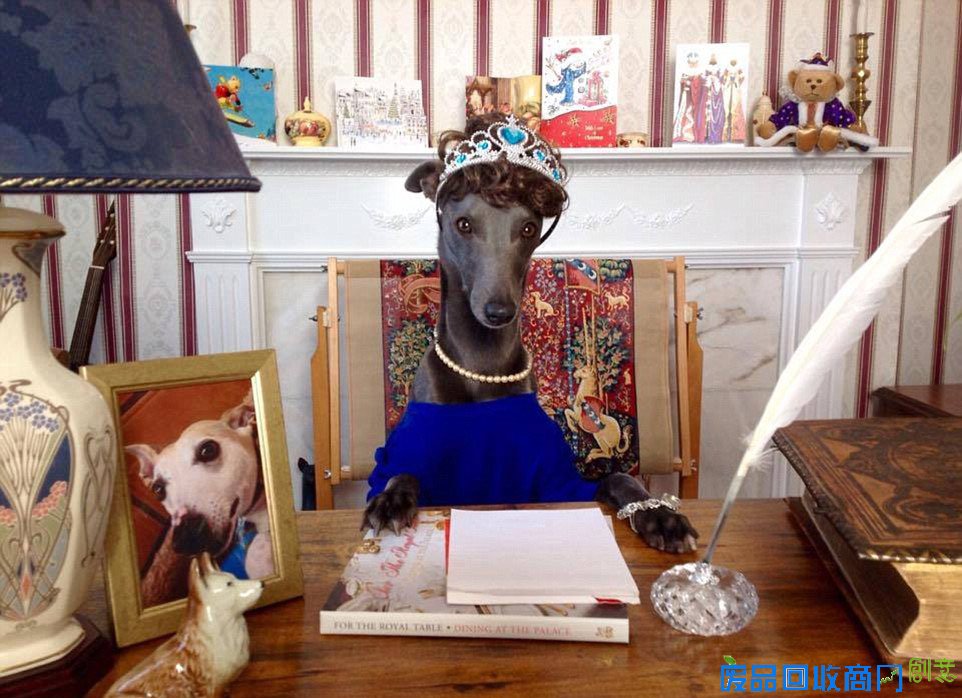 可爱！英国职业狗狗模特拍“女王范儿”圣诞大片(高清组图)