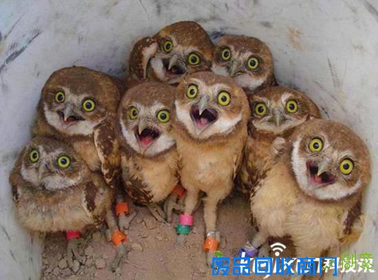 美国家地理公园发布2015年最佳照片:可爱猫头鹰卖萌