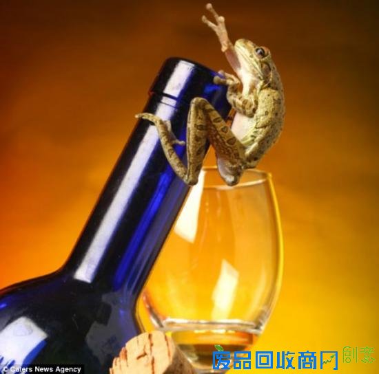 美摄影师抓拍精彩图片小小青蛙多俏皮！（图）