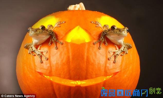 美摄影师抓拍精彩图片小小青蛙多俏皮！（图）