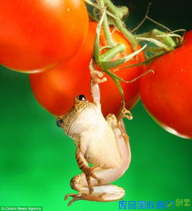 美摄影师抓拍精彩图片小小青蛙多俏皮！（图）