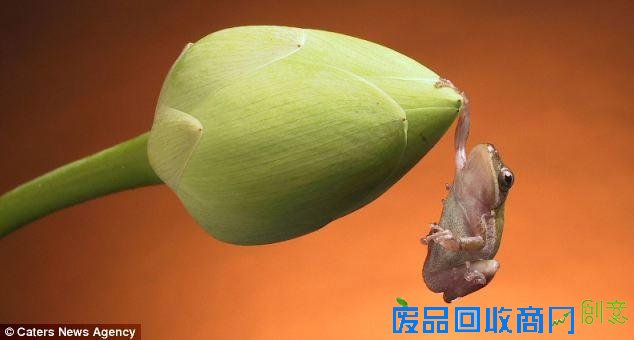 美摄影师抓拍精彩图片小小青蛙多俏皮！（图）