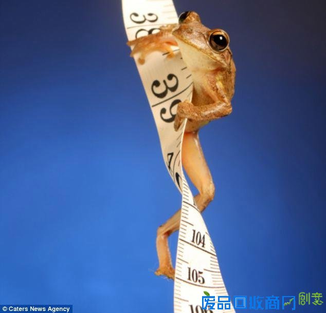 美摄影师抓拍精彩图片小小青蛙多俏皮！（图）