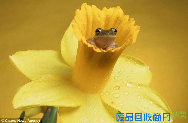 美摄影师抓拍精彩图片小小青蛙多俏皮！（图）