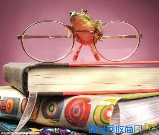 美摄影师抓拍精彩图片小小青蛙多俏皮！（图）