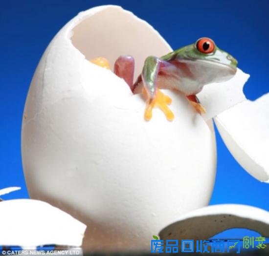 美摄影师抓拍精彩图片小小青蛙多俏皮！（图）