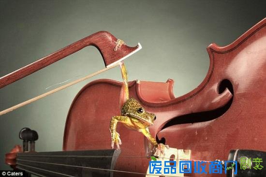 美摄影师抓拍精彩图片小小青蛙多俏皮！（图）