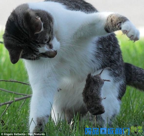 美摄影爱好者拍到猫捉老鼠精彩瞬间(图)