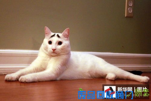 它们是萌宠界的“网红” 你认识几个?