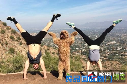 它们是萌宠界的“网红” 你认识几个?