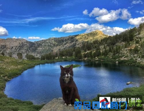 它们是萌宠界的“网红” 你认识几个?